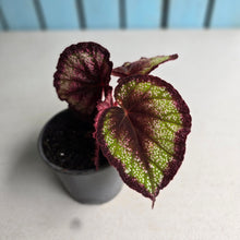 Load image into Gallery viewer, #H55 Begonia Unknown