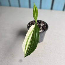 Load image into Gallery viewer, #J743 Variegated Caliphruria
