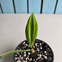 Load image into Gallery viewer, #J743 Variegated Caliphruria