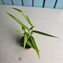 Load image into Gallery viewer, #J1 Variegated Epipremnum Amplissimum