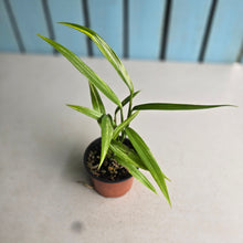 Load image into Gallery viewer, #J1 Variegated Epipremnum Amplissimum