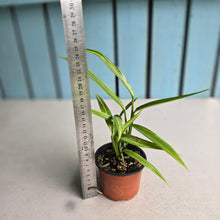 Load image into Gallery viewer, #J1 Variegated Epipremnum Amplissimum