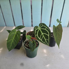 Load image into Gallery viewer, #B8 Anthurium Pack - 3 x NOIDs and 1 x Crystallinum x