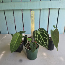 Load image into Gallery viewer, #B8 Anthurium Pack - 3 x NOIDs and 1 x Crystallinum x