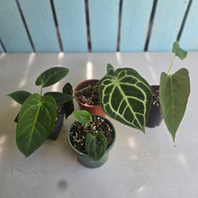 Load image into Gallery viewer, #B8 Anthurium Pack - 3 x NOIDs and 1 x Crystallinum x