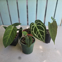 Load image into Gallery viewer, #B8 Anthurium Pack - 3 x NOIDs and 1 x Crystallinum x