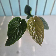 Load image into Gallery viewer, #94 Anthurium Luxurians x Radicans