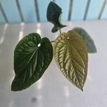 Load image into Gallery viewer, #94 Anthurium Luxurians x Radicans