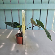 Load image into Gallery viewer, #94 Anthurium Luxurians x Radicans