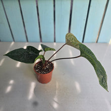 Load image into Gallery viewer, #94 Anthurium Luxurians x Radicans