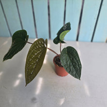 Load image into Gallery viewer, #94 Anthurium Luxurians x Radicans