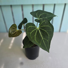 Load image into Gallery viewer, #M9 Anthurium Clarinervium x