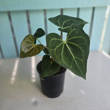 Load image into Gallery viewer, #M9 Anthurium Clarinervium x