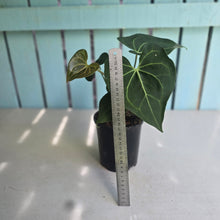 Load image into Gallery viewer, #M9 Anthurium Clarinervium x
