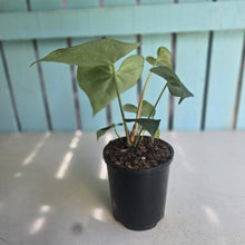 Load image into Gallery viewer, #M9 Anthurium Clarinervium x