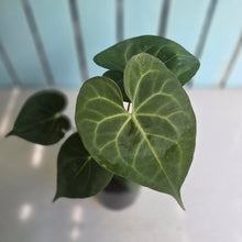 Load image into Gallery viewer, #G2 Anthurium Clarinervium x