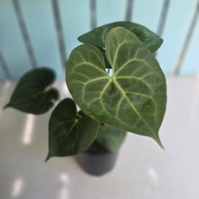 Load image into Gallery viewer, #G2 Anthurium Clarinervium x