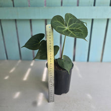Load image into Gallery viewer, #G2 Anthurium Clarinervium x
