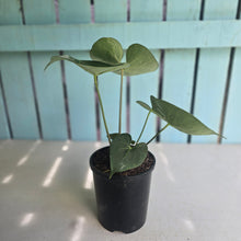 Load image into Gallery viewer, #G2 Anthurium Clarinervium x