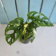 Load image into Gallery viewer, #R8 Variegated Monstera Adansonii