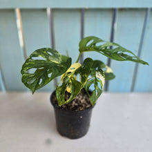 Load image into Gallery viewer, #R8 Variegated Monstera Adansonii