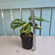 Load image into Gallery viewer, #R8 Variegated Monstera Adansonii