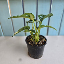 Load image into Gallery viewer, #R8 Variegated Monstera Adansonii
