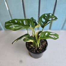 Load image into Gallery viewer, #R8 Variegated Monstera Adansonii