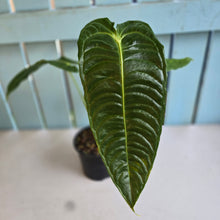 Load image into Gallery viewer, #R485 Anthurium Veitchii