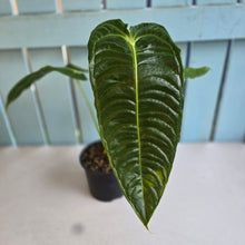 Load image into Gallery viewer, #R485 Anthurium Veitchii