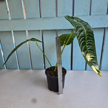 Load image into Gallery viewer, #R485 Anthurium Veitchii