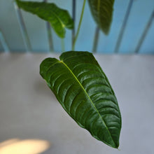 Load image into Gallery viewer, #R485 Anthurium Veitchii
