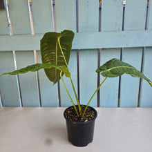 Load image into Gallery viewer, #R485 Anthurium Veitchii