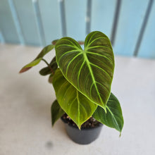 Load image into Gallery viewer, #R48 Philodendron El Choco