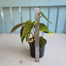 Load image into Gallery viewer, #R48 Philodendron El Choco