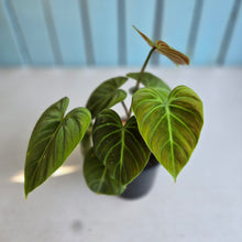 Load image into Gallery viewer, #R48 Philodendron El Choco