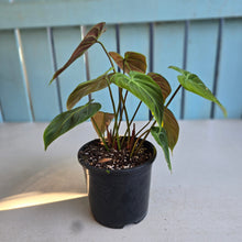 Load image into Gallery viewer, #R48 Philodendron El Choco