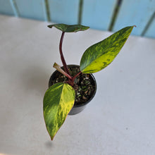 Load image into Gallery viewer, #RB2 Philodendron Strawberry Shake