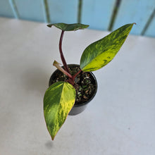 Load image into Gallery viewer, #RB2 Philodendron Strawberry Shake