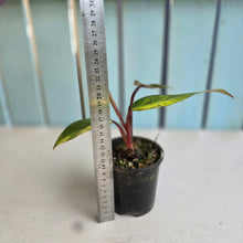 Load image into Gallery viewer, #RB2 Philodendron Strawberry Shake