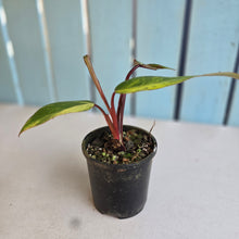 Load image into Gallery viewer, #RB2 Philodendron Strawberry Shake