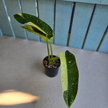 Load image into Gallery viewer, #R90 Philodendron Jose Buono
