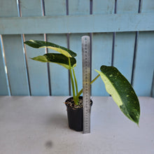 Load image into Gallery viewer, #R90 Philodendron Jose Buono