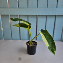 Load image into Gallery viewer, #R90 Philodendron Jose Buono