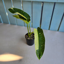 Load image into Gallery viewer, #R90 Philodendron Jose Buono