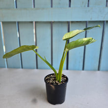 Load image into Gallery viewer, #R90 Philodendron Jose Buono