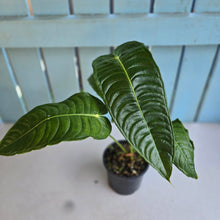 Load image into Gallery viewer, #RD35 Anthurium Veitchii