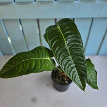Load image into Gallery viewer, #RD35 Anthurium Veitchii