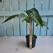 Load image into Gallery viewer, #RD35 Anthurium Veitchii