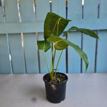 Load image into Gallery viewer, #RD35 Anthurium Veitchii